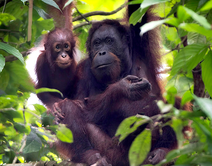 tour-borneo