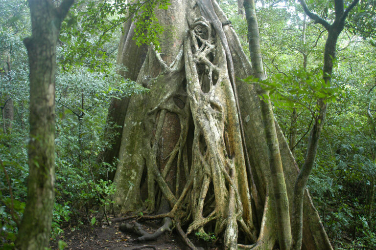 Matapalo