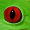 frogs