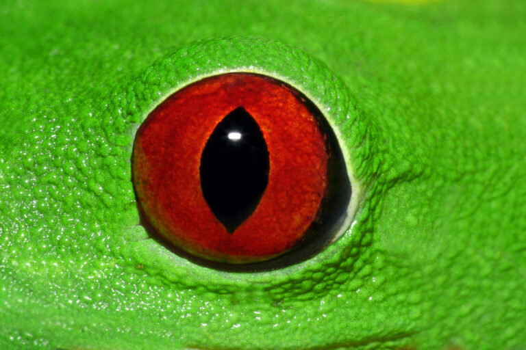 frogs