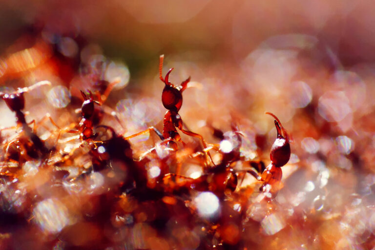 in-serach-of-killer-ants