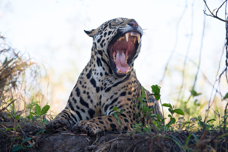 jaguars-kiss